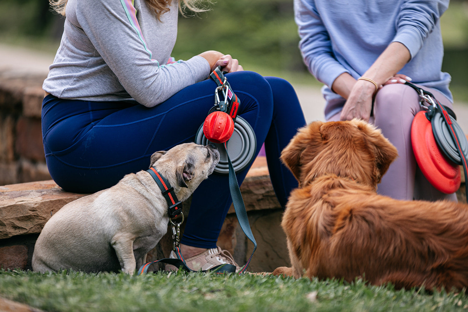 dexas-off-leash-set-guinzaglio-hands-free-con-palla-e-frisbee-agganciabili-e-col image 3
