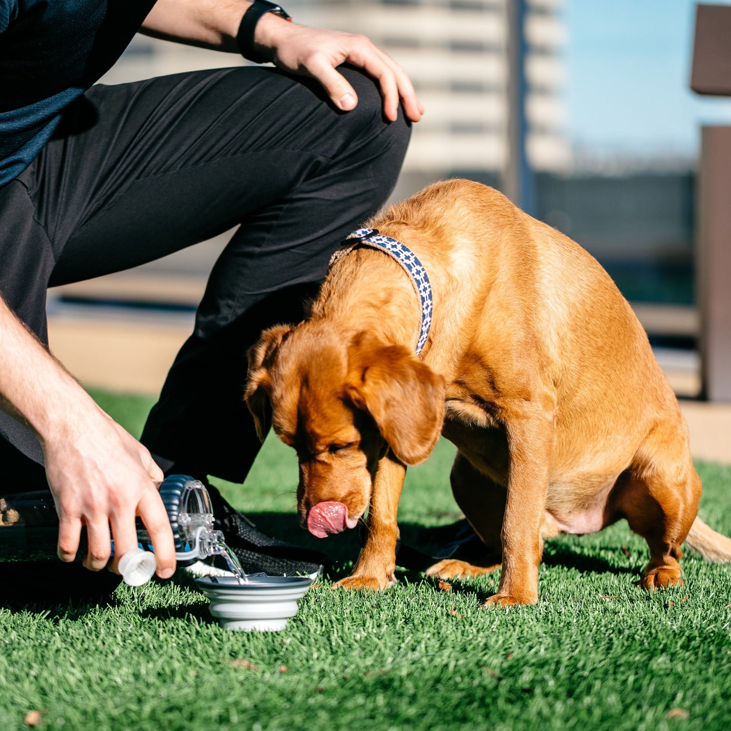 dexas-collapsible-travel-cup-ciotola-pieghevole-da-viaggio-per-cane-cibo-e-acqua image 2