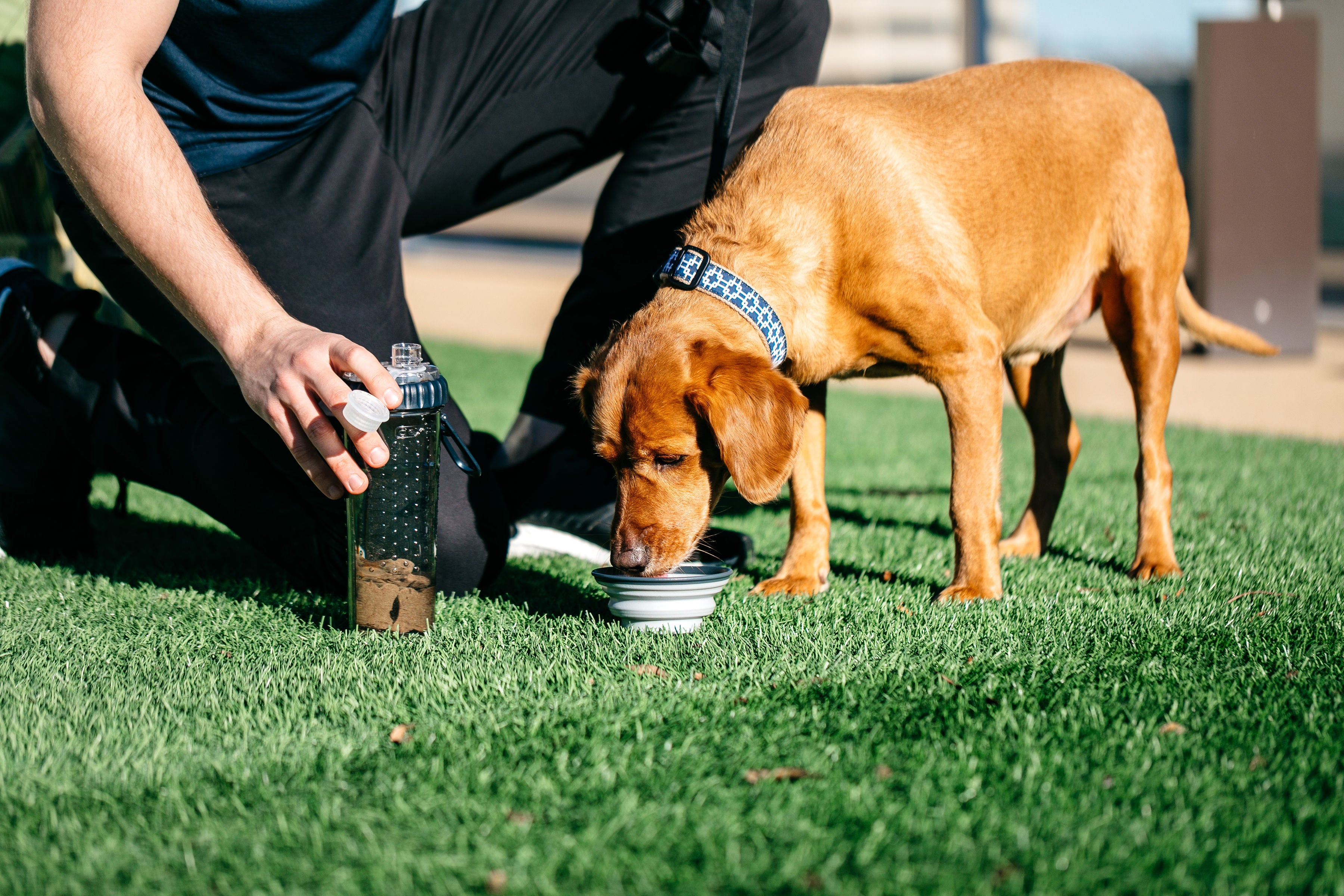 dexas-snack-duo-24-oz-borraccia-per-cane-con-doppia-camera-acqua-e-snack-nuovi-c image 2