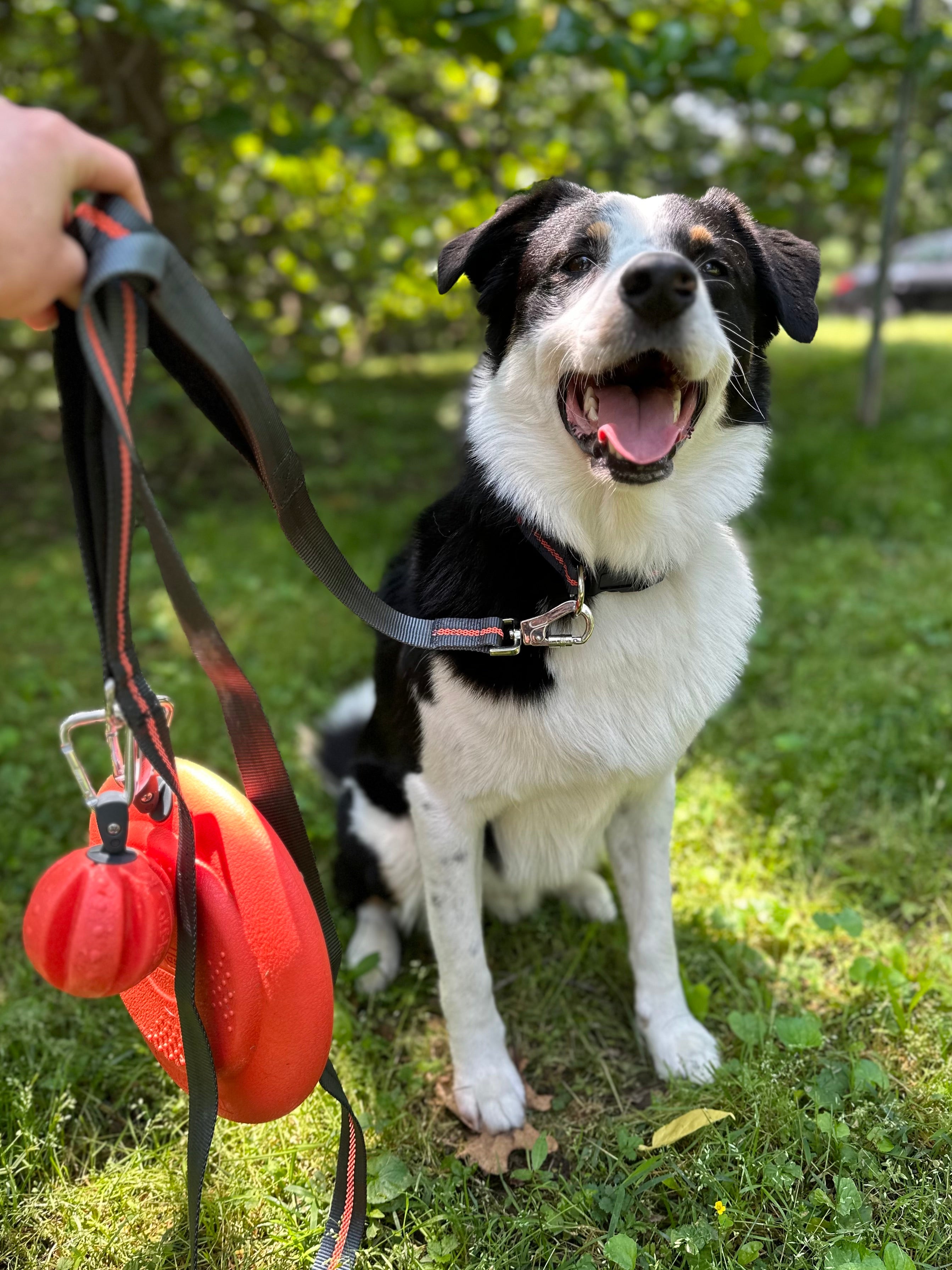 dexas-off-leash-set-guinzaglio-hands-free-con-palla-e-frisbee-agganciabili-e-col image 6