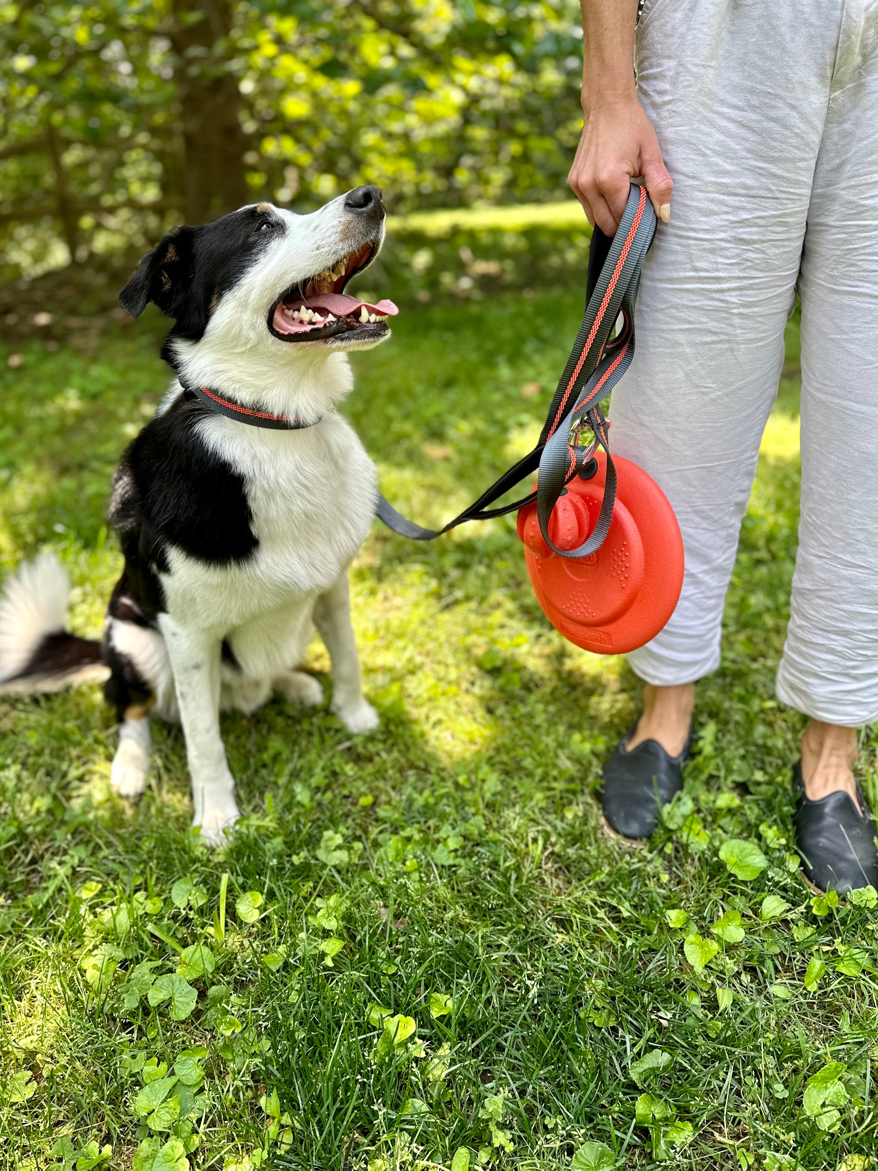 dexas-off-leash-set-guinzaglio-hands-free-con-palla-e-frisbee-agganciabili-e-col image 5